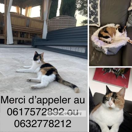 Photo 1/1 India Chat lost in Saint bonnet les oules