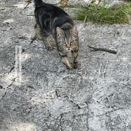 Photo 1/3 Found cat Found in Cormeilles en parisis