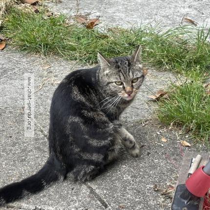 Photo 2/3 Found cat Found in Cormeilles en parisis