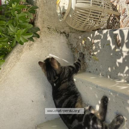 Photo 3/3 Found cat Found in Cormeilles en parisis