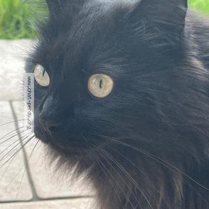 Photo 1/1 Tokyo Chat lost in Coligny