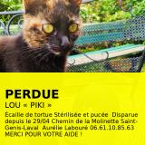 Picture of cat lost at Saint Genis Laval