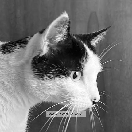 Photo 1/1 Cat reunited Found in Paris