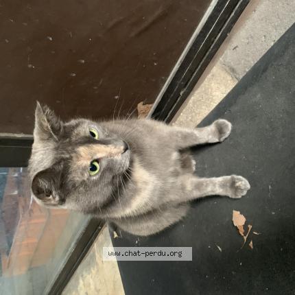 Photo 1/1 Grisette Chat lost in Marseille