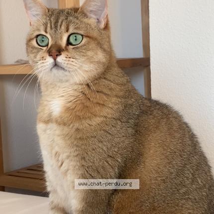 Photo 1/1 Oggy Chat lost in La gouesniere