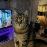 Picture of cat lost at Saze