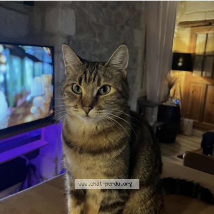 Photo 1/1 Chipie Chat lost in Saze