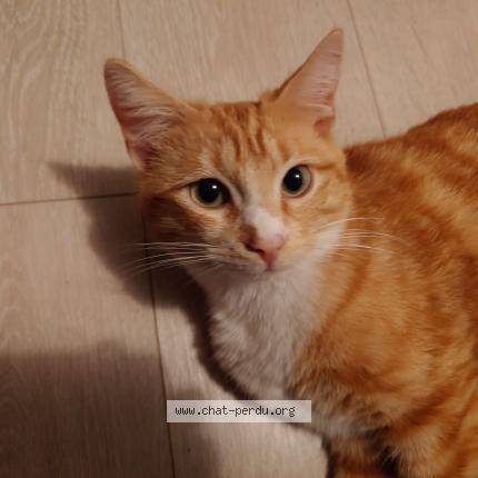 Photo 1/1 Found cat Found in Chauray