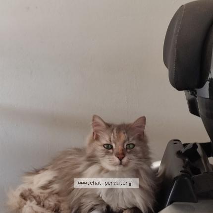 Photo 1/1 Princesse Chat lost in St alexandre