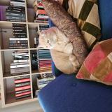 Picture of cat lost at 51100 Reims