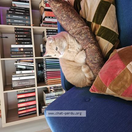 Photo 1/1 Spoki Chat lost in 51100 reims