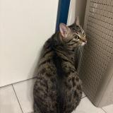 Picture of cat lost at Vitry Sur Seine