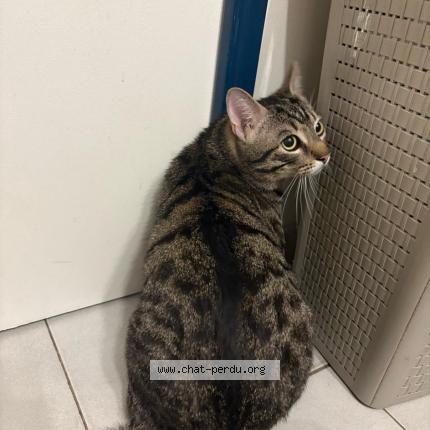 Photo 1/1 POOKIE Chat lost in Vitry sur seine