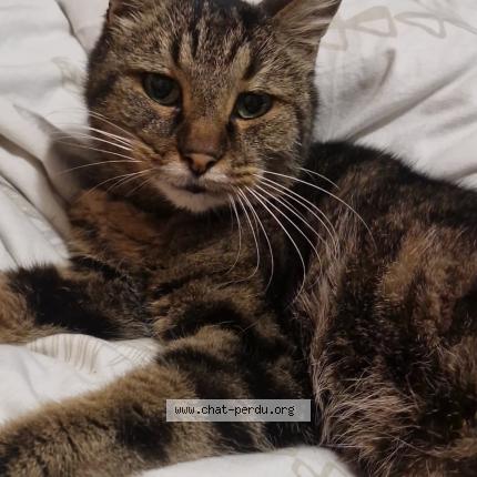 Photo 1/1 Sydney Chat lost in St quentin