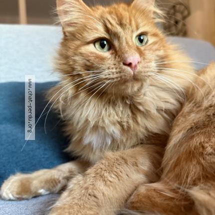 Photo 1/1 Milo Chat lost in Eyraud crempse maurens