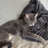 Picture of cat lost at Lancon Provence