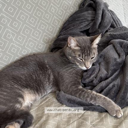 Photo 1/1 Kara Chat lost in Lancon provence