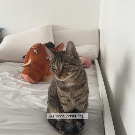 Photo 1/1 sujud Chat lost in Maxeville