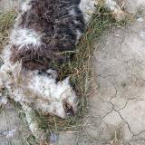 Picture of cat found at Wylder