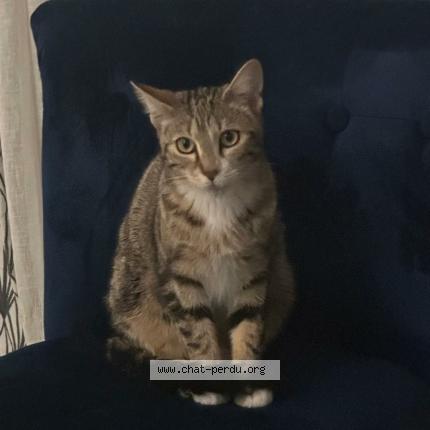 Photo 1/1 Lisa Chat lost in Bron