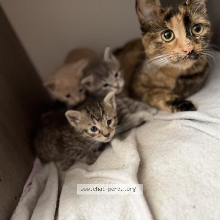 Photo 1/1 Cacahouète Chat lost in Poitiers