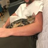 Picture of cat lost at Crisenoy