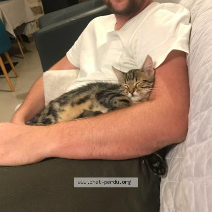 Photo 1/1 Vulcain Chat lost in Crisenoy