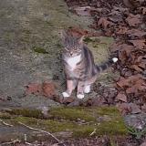 Picture of cat found at Steenvoorde