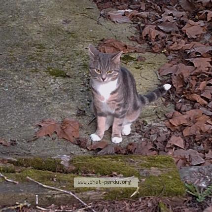 Photo 1/1 Found cat Found in Steenvoorde