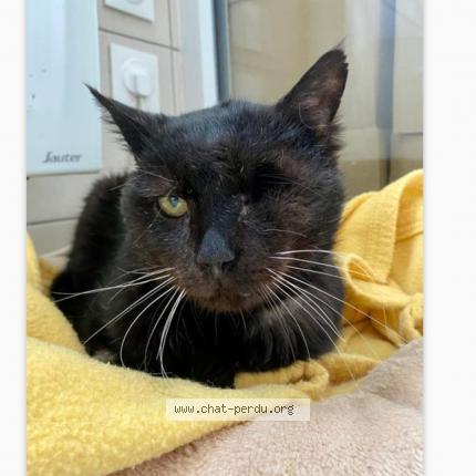 Photo 1/1 Malabar Chat lost in Osny