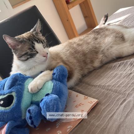 Photo 1/1 Filou Chat lost in Saint fort