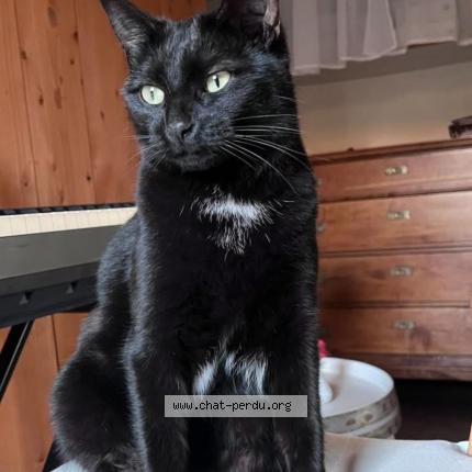 Photo 1/1 Jazz Chat lost in Camaret sur aigues