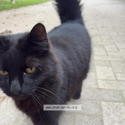 Photo 1/1 Bianca Chat lost in Erstein