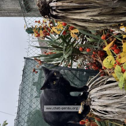 Photo 1/1 Peter Chat lost in Montereau fault yonne