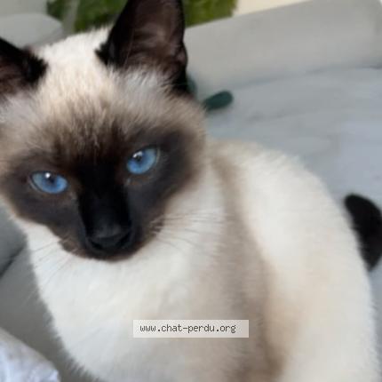 Photo 1/1 Olympe Chat lost in Saint etienne