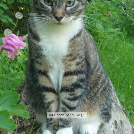 Photo 1/1 Louloute Chat lost in Bures sur yvette