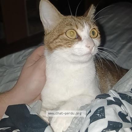 Photo 1/1 Mitchi Chat lost in Amiens