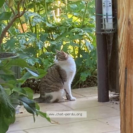 Photo 1/1 Olympe Chat lost in Cestas