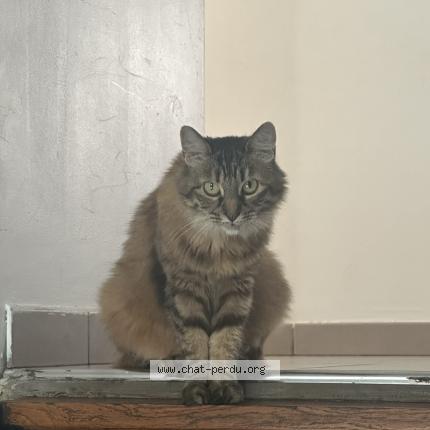 Photo 1/1 Kitty Chat lost in La ricamarie