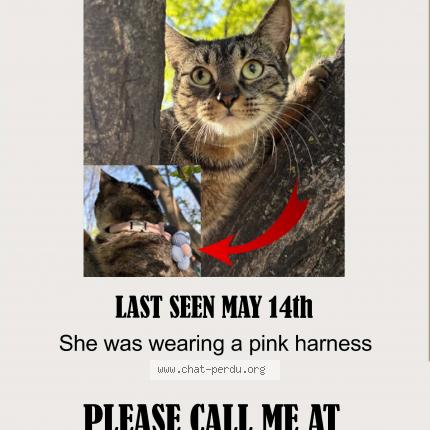 Photo 1/1 Sacha Chat lost in Laval