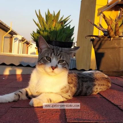 Photo 1/1 Terence Chat lost in Quilicura