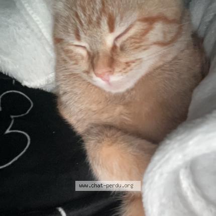 Photo 1/1 Suna Chat lost in St julien en genevois