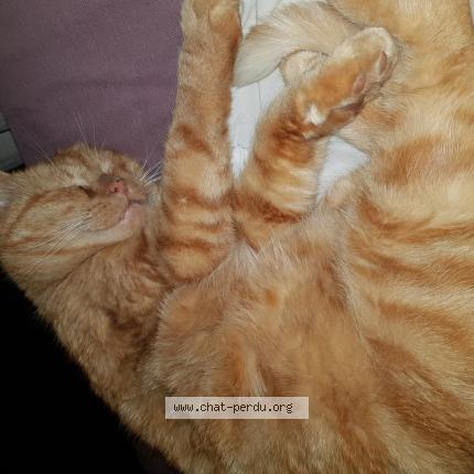 Photo 1/1 Laurent Rigoulot Chat lost in Raynans