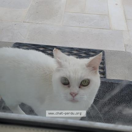 Photo 1/1 Caline Chat lost in Garchizy