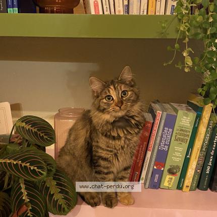 Photo 1/1 Bou Chat lost in Le bignon