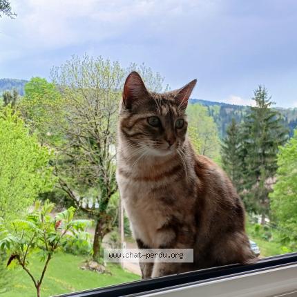 Photo 1/1 Gala Chat lost in Cogna