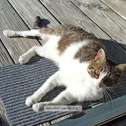 Photo 1/1 Petit chat Chat lost in Andilly