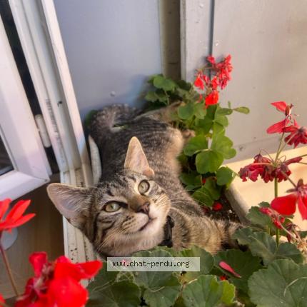 Photo 1/1 Tigrou Chat lost in Dordives