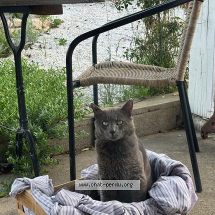 Photo 1/1 Cat reunited Lost in Carcassonne