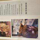 Picture of cat found at Serbonnes